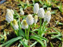 Muscari aucheri 'White Magic'