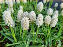 Muscari aucheri 'White Magic'