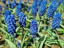 Muscari botryoides 'Superstar'