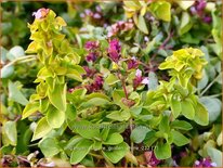 Origanum vulgare 'Golden Shine'