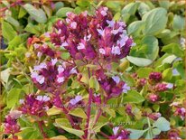 Origanum vulgare 'Golden Shine'