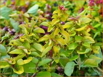 Origanum vulgare 'Golden Shine'