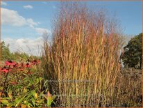 Panicum virgatum 'Apache Rose'