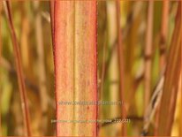 Panicum virgatum 'Apache Rose'