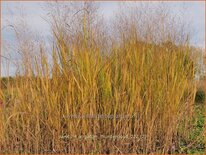 Panicum virgatum 'Thundercloud'