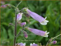 Penstemon hirsutus