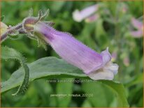 Penstemon hirsutus