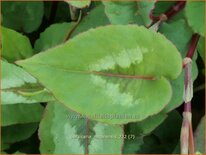 Persicaria nepalensis