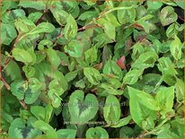 Persicaria nepalensis