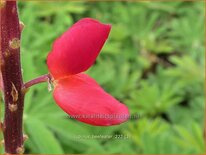 Lupinus &#39;Beefeater&#39; (pot 11 cm)