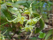 Epimedium lishihchenii