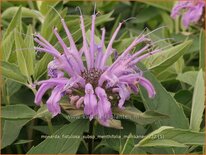 Monarda fistulosa subsp. menthifolia 'Mohikaner'