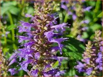 Agastache &#39;Purple Haze&#39;