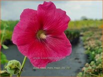 Alcea rosea &#39;Mars Magic&#39;