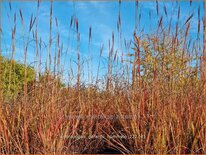 Andropogon gerardii &#39;Hummelo&#39;