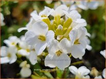 Arabis caucasica &#39;Bakkely&#39;