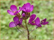 Arabis caucasica &#39;Pinkie&#39;