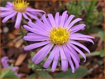 Aster amellus &#39;Sonia&#39;