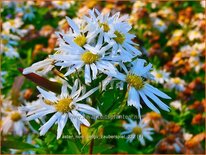 Aster novi-belgii &#39;Zauberspiel&#39;