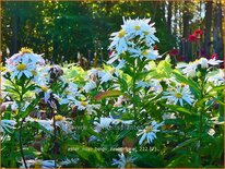 Aster novi-belgii &#39;Zauberspiel&#39;