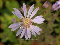 Aster &#39;Primrose Path&#39;