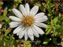 Aster &#39;Schneekissen&#39;