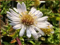 Aster &#39;Schneekissen&#39;