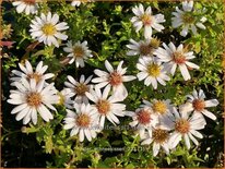 Aster &#39;Schneekissen&#39;