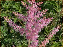 Astilbe &#39;Henny Graafland&#39;