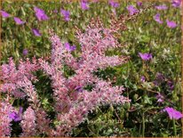 Astilbe &#39;Henny Graafland&#39;