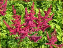 Astilbe &#39;Hot Pearls&#39;