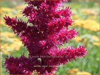 Astilbe &#39;Vision Vulcano&#39;