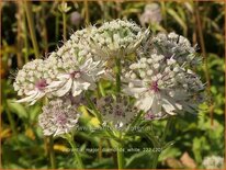 Astrantia major &#39;Diamonds White&#39;