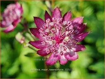 Astrantia major &#39;Rosensinfonie&#39;