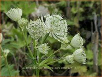 Astrantia major &#39;Sparkling Stars White&#39;