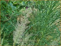 Calamagrostis brachytricha