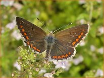 Calamintha nepeta