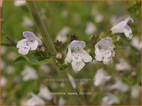 Calamintha nepeta