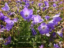 Campanula carpatica &#39;Blaue Clips&#39;