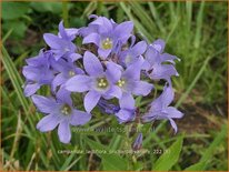 Campanula lactiflora &#39;Prichard&#39;s Variety&#39;