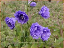 Campanula persicifolia &#39;La Belle&#39;