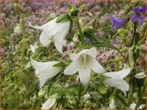 Campanula trachelium &#39;Alba&#39;