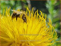 Centaurea macrocephala