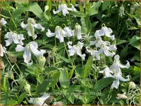 Clematis integrifolia &#39;Gletschereis&#39;