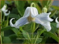 Clematis integrifolia &#39;Gletschereis&#39;