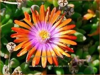 Delosperma &#39;Ice Cream Orange&#39;