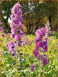 Delphinium &#39;Flamenco&#39; (pot 11 cm)