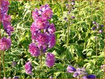 Delphinium &#39;Flamenco&#39; (pot 11 cm)