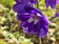 Delphinium &#39;King Arthur&#39;