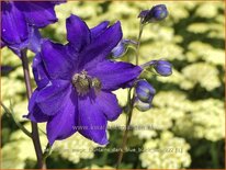 Delphinium &#39;Magic Fountains Dark Blue Black Bee&#39;